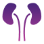 Kidney